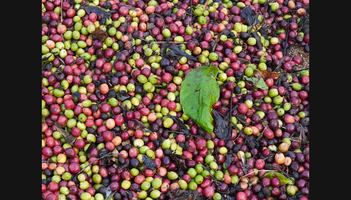 Coorg (Kodagu) Coffee Hills: Waterfalls, Estates and Mist