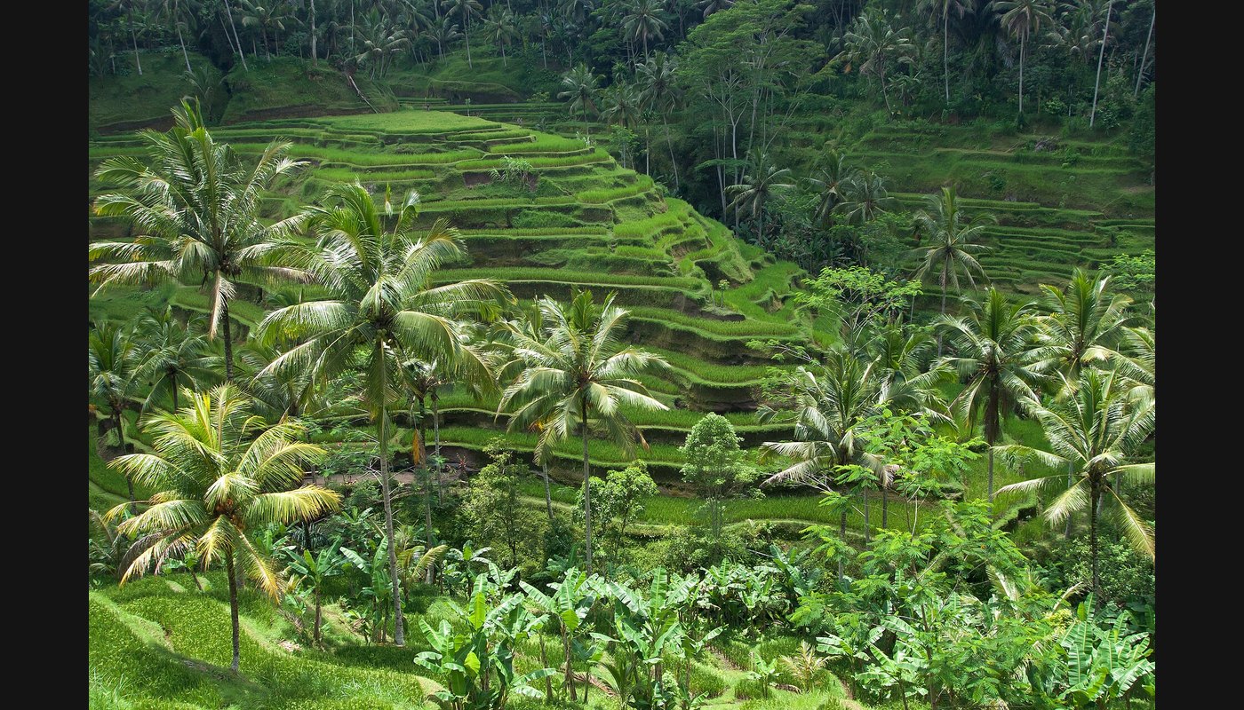 Bali Travel Guide for Indians: Ubud, Uluwatu and Beach Clubs