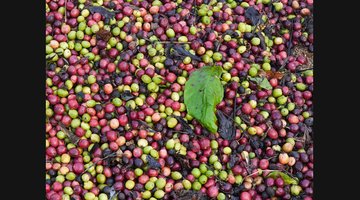 Coorg (Kodagu) Coffee Hills: Waterfalls, Estates and Mist