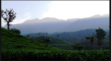 Wayanad Green Escape: Edakkal Caves, Wildlife and Plantations