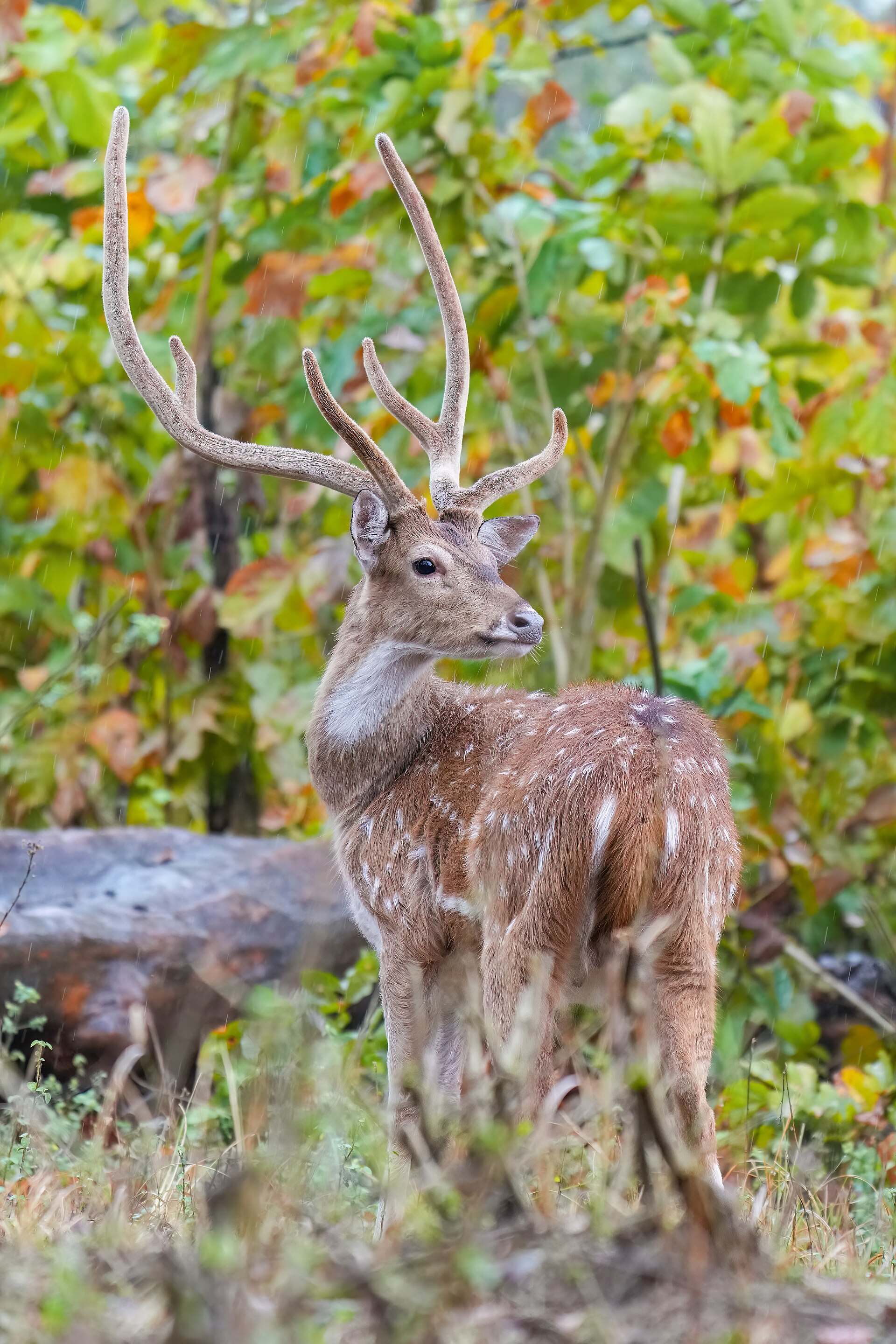 Jim Corbett Nainital Nature Combo - 4N/5D